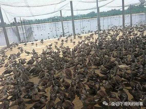 乡镇冷门暴利生意,哪些养殖能赚钱